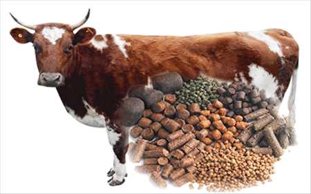 Additifs alimentaires pour animaux marché