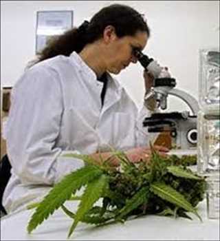 [Dernières recherches] Tests de cannabis Le marché est en plein essor dans le monde entier pour afficher une croissance significative au cours des prévisions de 2023 à 2030