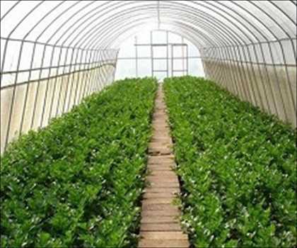 Horticulture en serre Le marché (nouveau rapport) est sur le point de connaître une croissance mondiale énorme de 2023 à 2030
